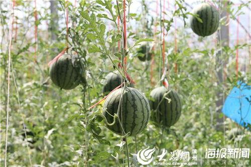 新沂城南吃瓜事件视频,一场引发热议的网络视频风波