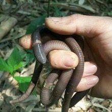 广西养蚯蚓网红是谁,揭秘蚯蚓养殖背后的致富传奇”